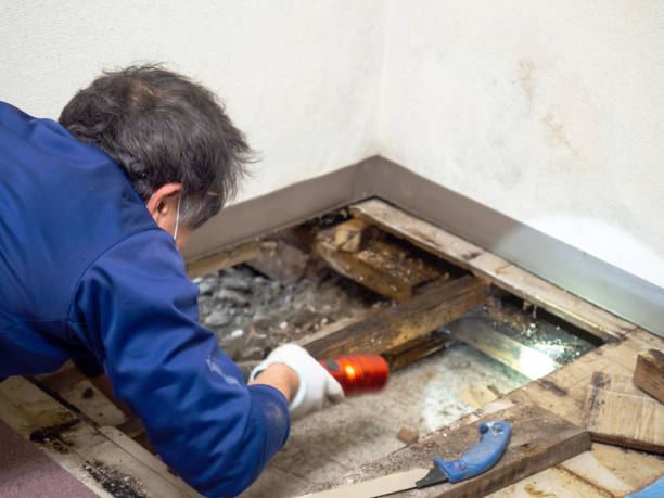 Best Crawl Space Mold Remediation in Mount Arlington, NJ