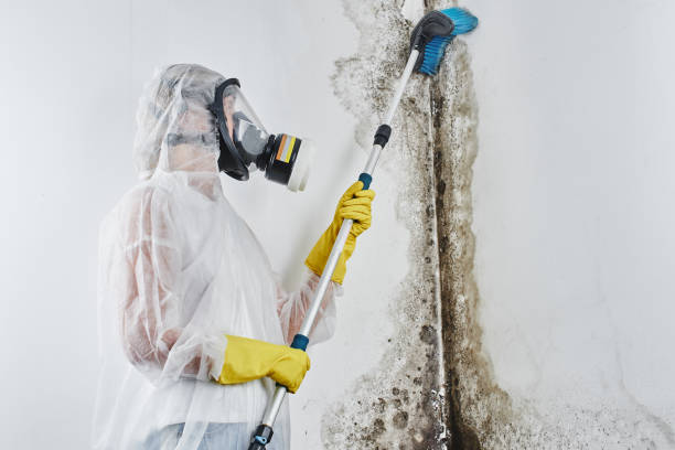 Best Post-Flood Mold Remediation in Mount Arlington, NJ