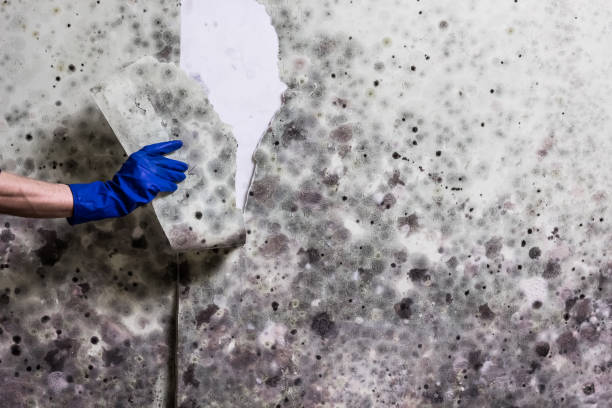 Best Residential Mold Remediation in Mount Arlington, NJ