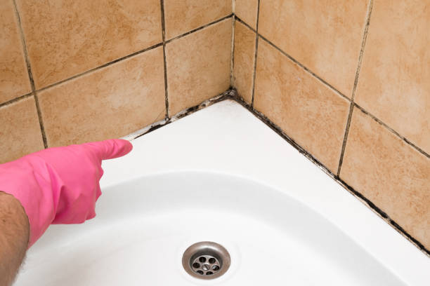 Best Attic Mold Remediation in Mount Arlington, NJ
