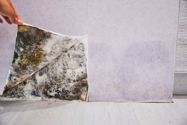 Best Localized Mold Remediation (e.g., coastal areas, humid climates) in Mount Arlington, NJ